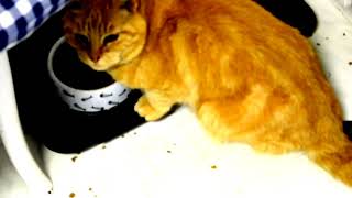 Pikachu my cat JPZWEET²ᴴᴰ Pikachu my cat JPZWEET²ᴴᴰ