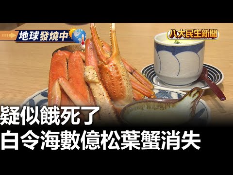 白令海數億松葉蟹消失 疑似餓死了 |【民生八方事】| 2023102304 @gtvnews27