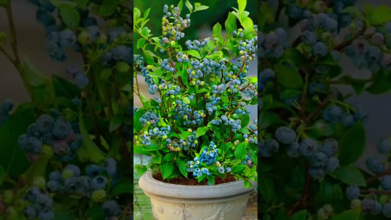 Grow blueberries on a container “Pots 🪴”  image’s 💜🍃ideas….￼ 