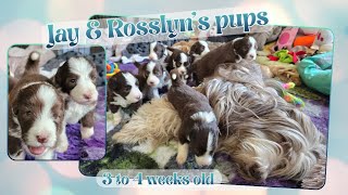 Bearded Collie puppies - playfights & wrestling