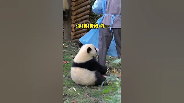 Nanny: Oops! "Caught" by a group of national treasures! The national treasure giant panda is too cu - DayDayNews