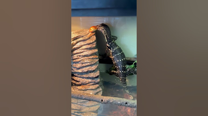 Asian Water Monitor Hunts Live Fish in Custom Terrarium! 🐟🦎