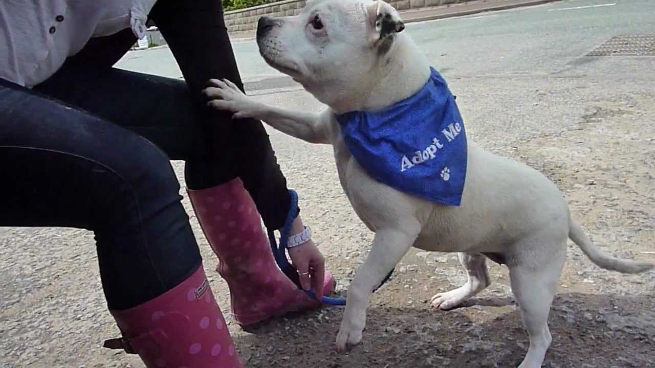 NCAR Happy little Staffy Sue (now adopted!).mpg