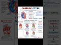 Cardiac Cycle🫀🔄#cardiaccycle #heartpumping #medicaleducation #medico #medicalstudent #health #shorts