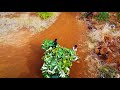 Savera farms drone final