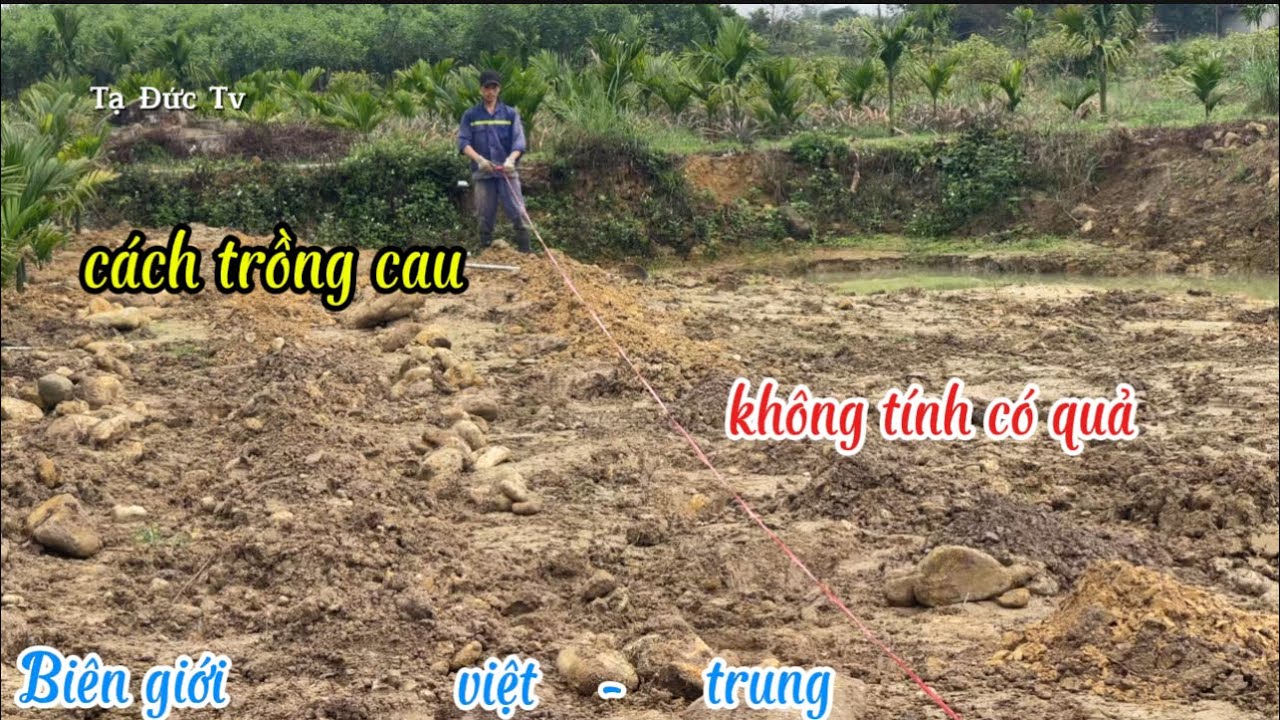 Как вырастить деревья бетеля нужного размера для получения долгосрочного урожая.