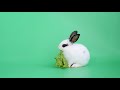 Green Screen White Bunny