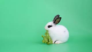 Green Screen White Bunny