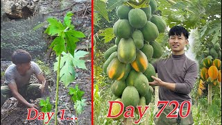 2 Year Gardening in Forest, From start to harvest Papaya Go To Market Sell. 2 Year Off Grid Cabin