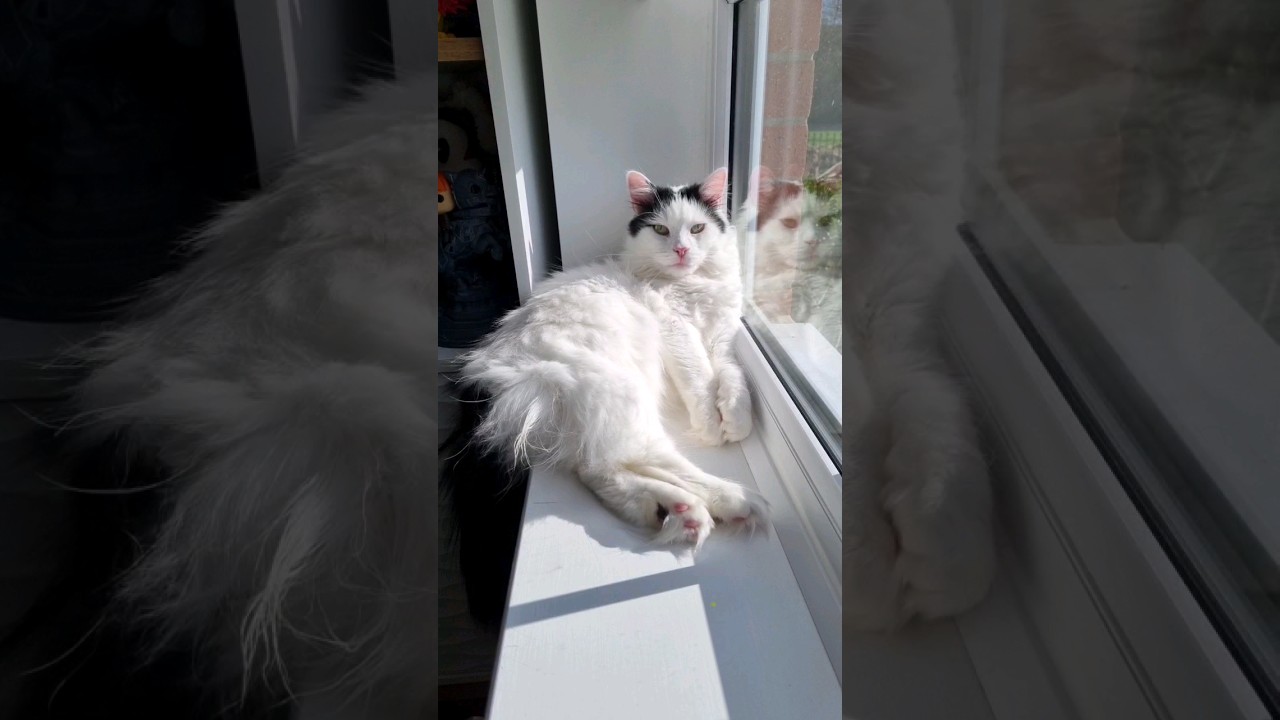 Turkish Van Cat Binx Sunbathing 