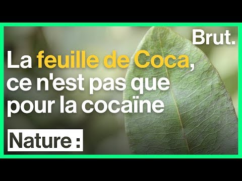 Vidéo: Quelle est cette plante de coca ? Cocaïer: où il pousse, description