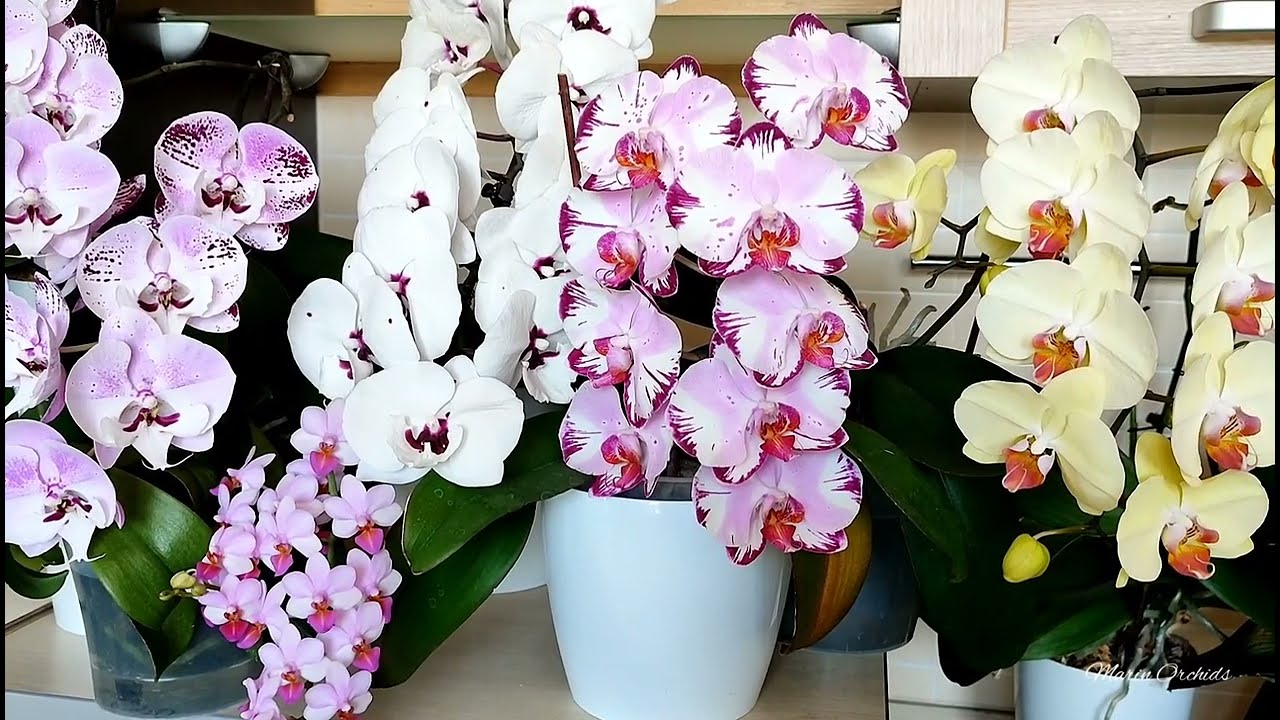 КАК СФОРМИРОВАТЬ ЦВЕТОНОС ОРХИДЕИ  Magic Art, Charming Angelina, Liu's Berry, Panda