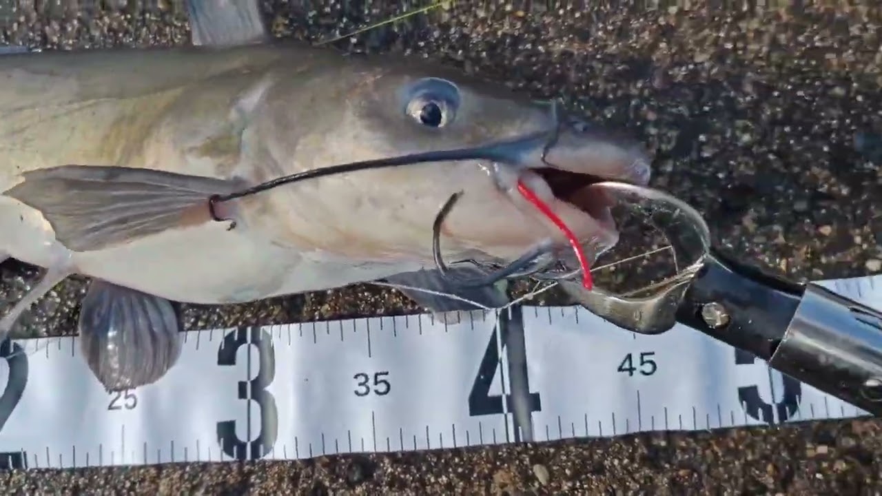 外浪逆浦で、アメナマ爆釣！