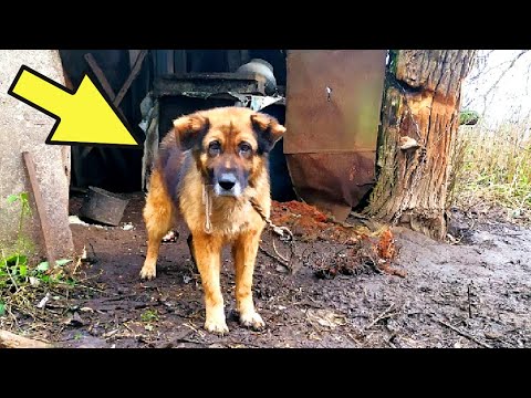 Видео: Къщата на кучето е прекъснато от Собствениците му