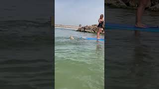 Paddleboarder knocked over by shark lands on its head 🦈 #shorts