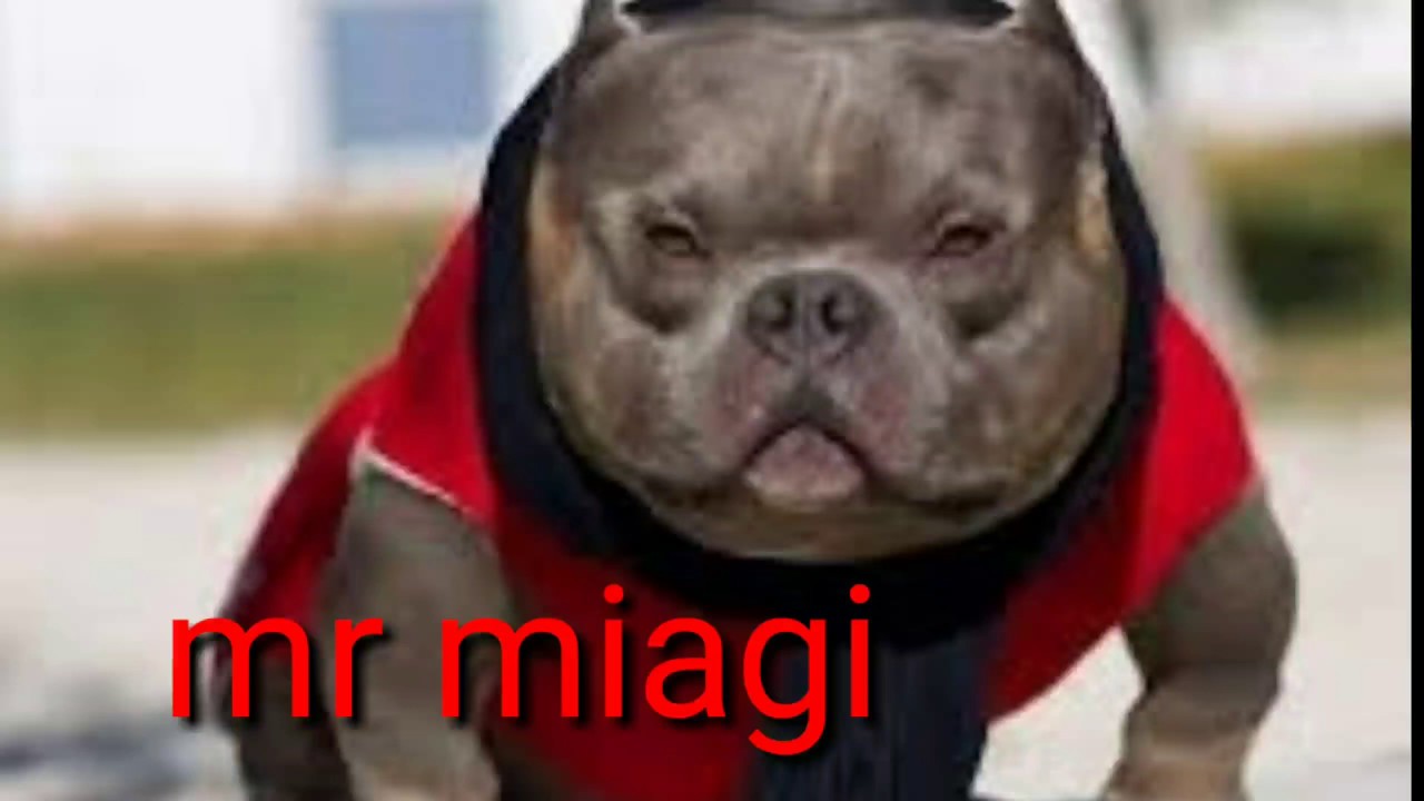 Top american bully mr. Miagi - YouTube