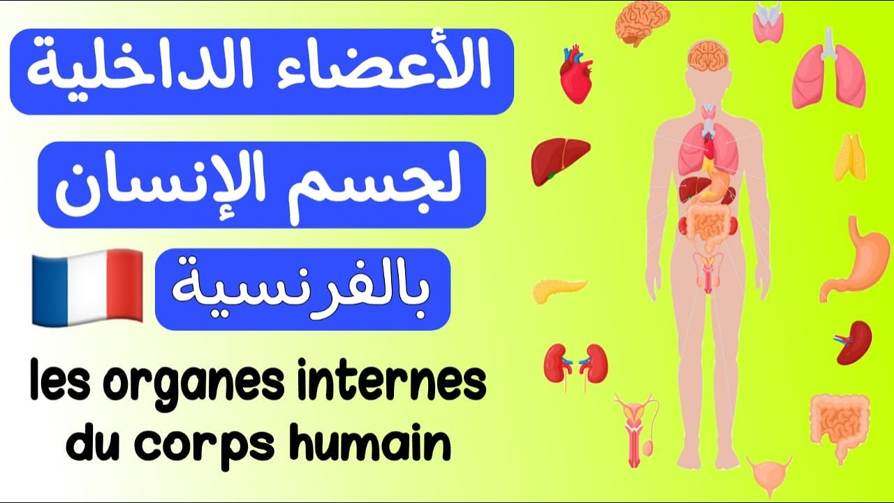 أعضاء الداخلية لجسم الانسان بالفرنسية | les organes internes du corps humains