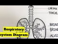 Respiratory System easy draw #respiratorysystem  #drawrespiratorysystem