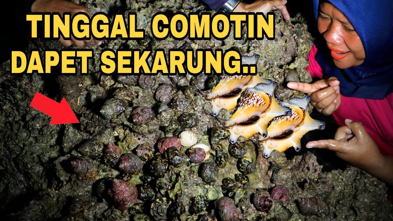 Begitu Mudahnya Berburu Kerang Laut Dimalam Hari || Dapet Sekantong Besar