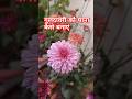 गुलदावरी को घाना कैसे बनाएं #gardening #ytshots #farming #flowers #wintergarden #ytshots #shorts #yt