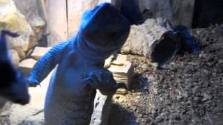 Varanus Exanthematicus