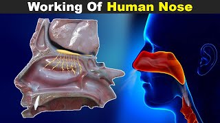 Working Of Human Nose | Structure And Function (Urdu/Hindi)