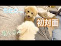 お迎え後、子犬に初めて会う先住犬のリアルな様子！４日間の記録【トイプードル】