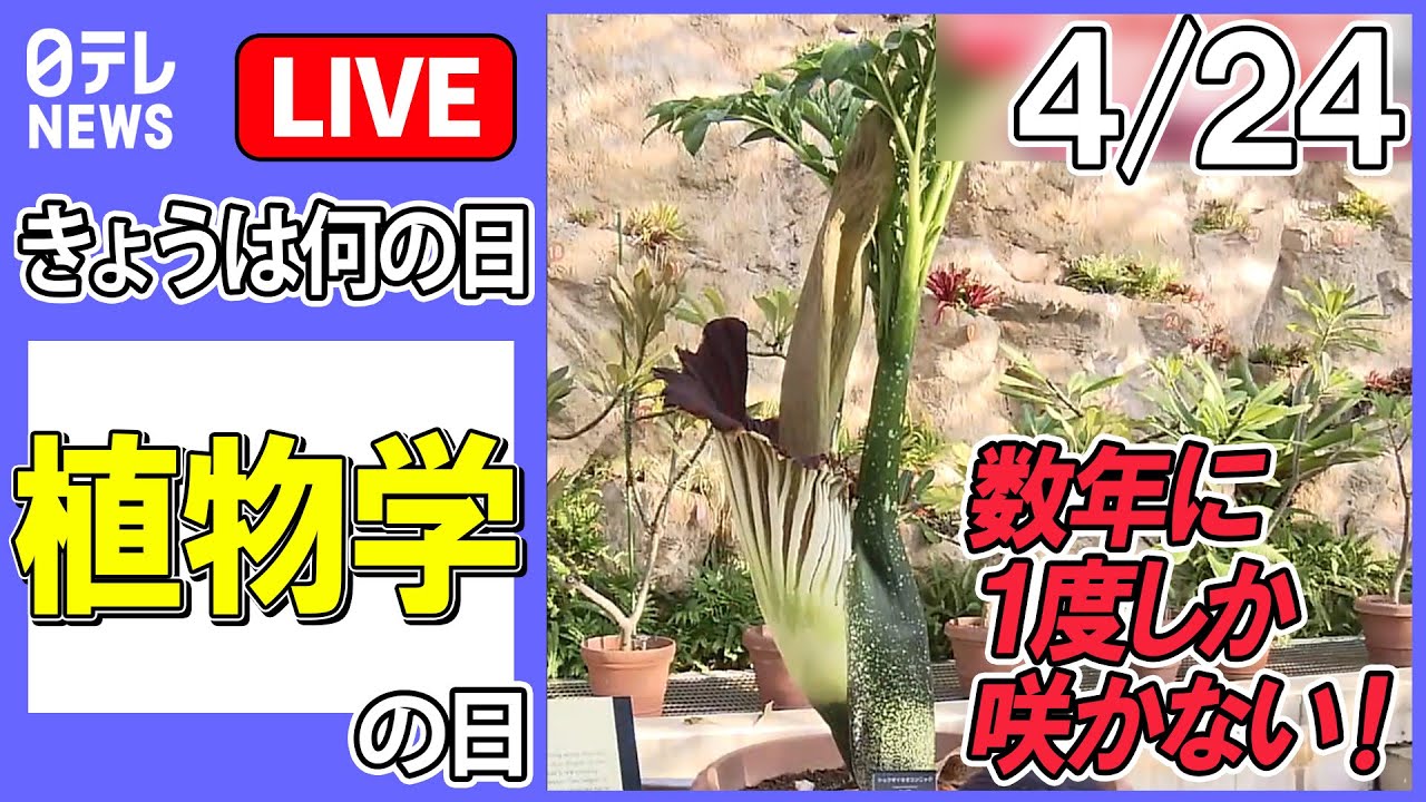 【きょうは何の日】『植物学の日』――数年に1度しか咲かない！“世界最大級の花”…開花間近に / 歩道橋の下に”ど根性大根”　都会の真ん中…市民感動　など　【４月２４日】（日テレNEWS LIVE）