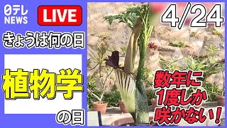 【きょうは何の日】『植物学の日』――数年に1度しか咲かない！“世界最大級の花”…開花間近に / 歩道橋の下に”ど根性大根”　都会の真ん中…市民感動　など　【４月２４日】（日テレNEWS LIVE）