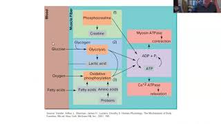 Exercise Phys Ch 8 Part 2 Excitation Contraction Coupling and Muscle Fiber Types
