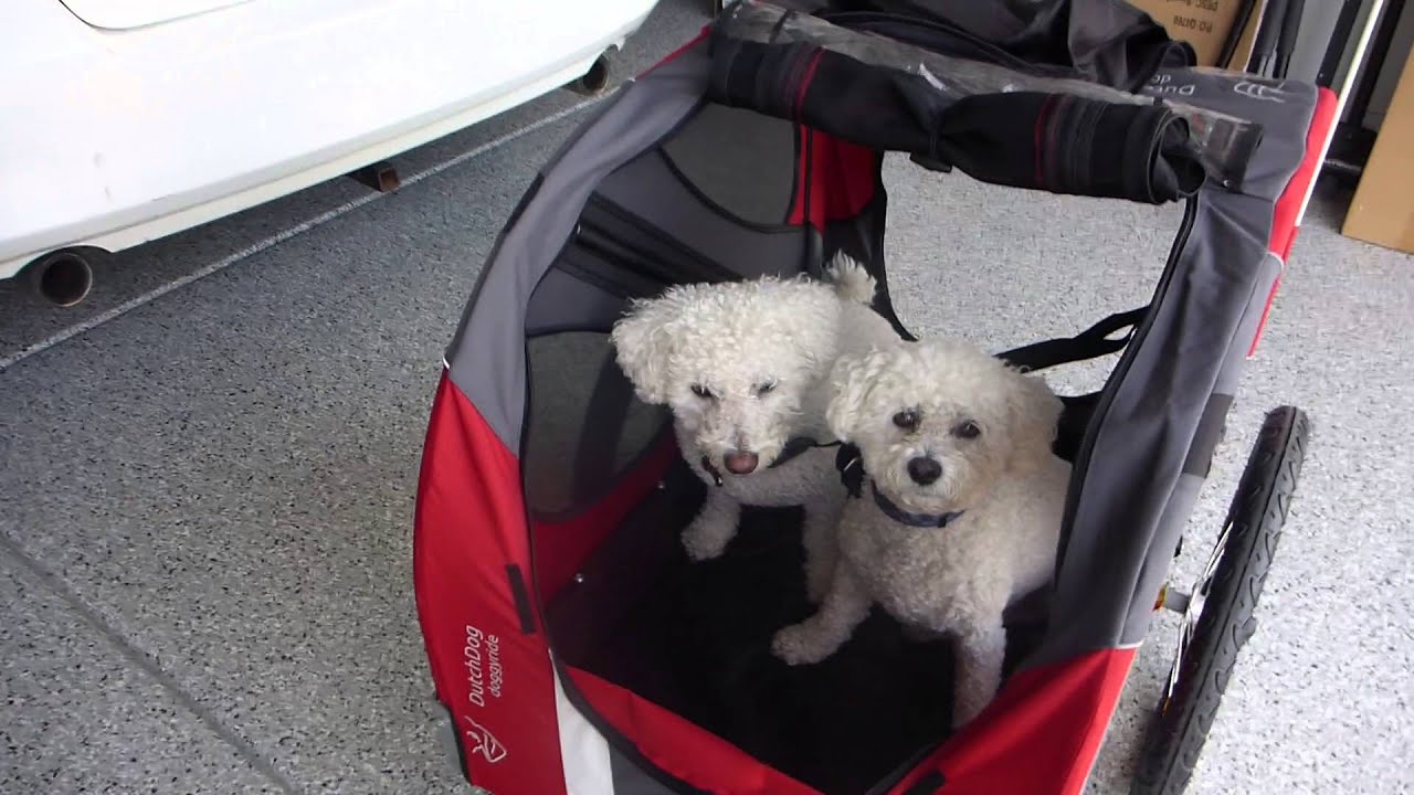 Bichon Frise Dogs first ride on DutchDog DoggyRide Bike Bicycle Dog