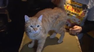 КОШКИ В ЦИРКЕ./CUTE CATS IN CIRCUS AWESOME CAT TRICKS. КОШКИ В ЦИРКЕ./CUTE CATS IN CIRCUS AWESOME CAT TRICKS.
