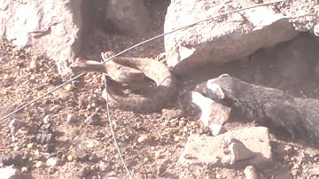 Chồn sẽ phải làm gì khi gặp rắn đuôi chuông