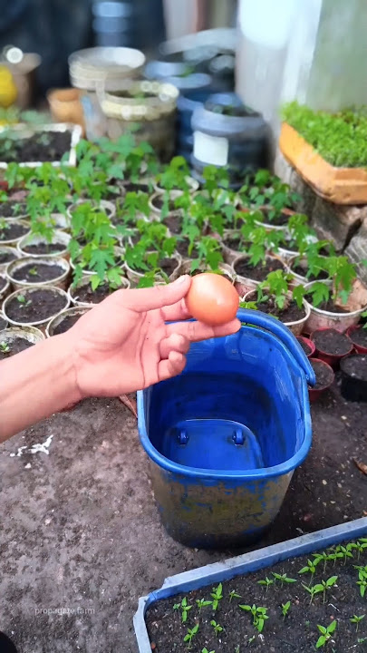 Boost your papaya growth with this simple egg fertilizer