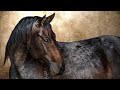 Renegades || Equestrian Edit