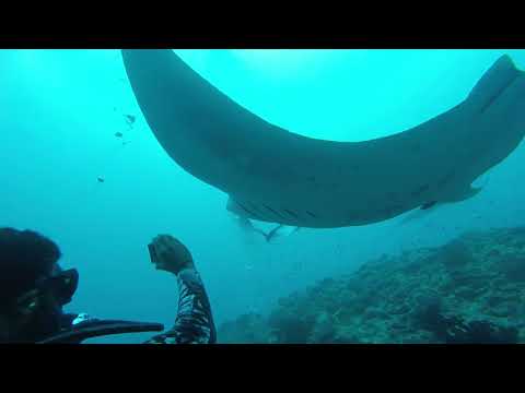 Deep Diving Bodu Gaa, Maldives 2022
