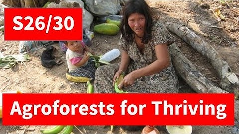 S26/30 Agroforests as drivers for human thriving & solving of challenges