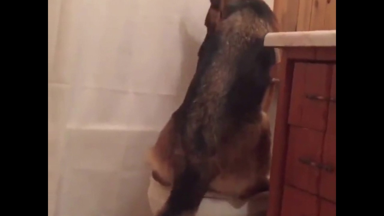 The Dog from the movie Bruce Almighty is for Real !🐕 - YouTube