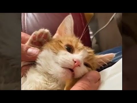 Video: Burns And Scalds In Cats