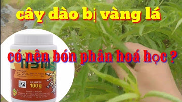 Cây đào bị vàng lá có nên bón phân, chăm sóc cây đào bị bệnh, nguyên nhân cây đào bị vàng lá