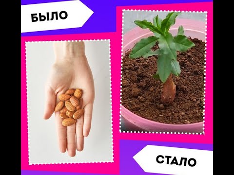 Как вырастить миндаль