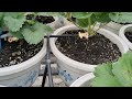 Chia sẻ dưỡng cây dâu tây hết bị nấm sau khi hết mưa.