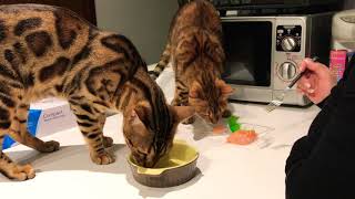 Bengals love Sashimi by Pucci Peanut 311 views 6 years ago 47 seconds