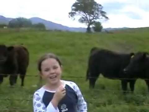 Mardi and the cows