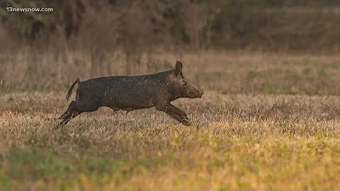 Feral hogs continue spreading throughout Virginia and North Carolina