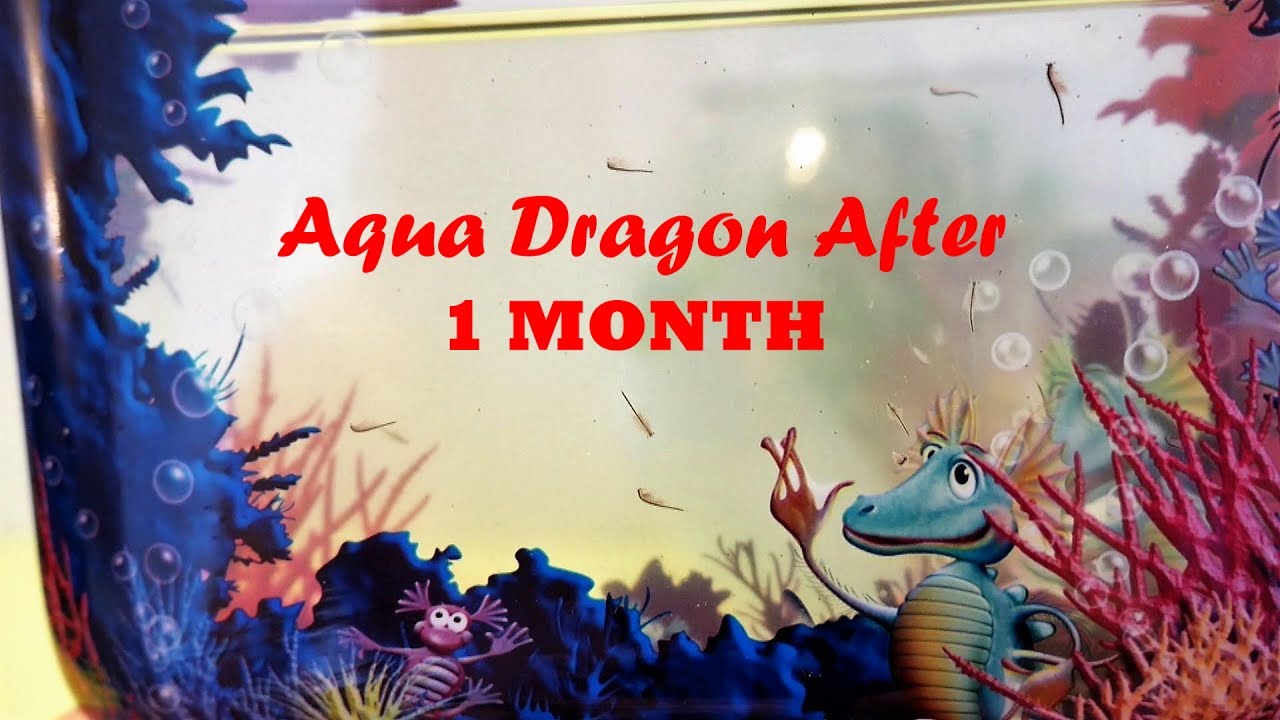 Aqua Dragons After One Month | Aqua Dragons Growth Update & Shout Out ...