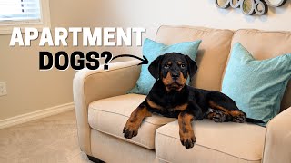 Can Rottweilers Live in Apartment?