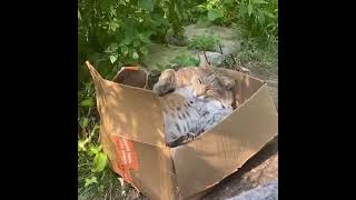 Lynx in a box
