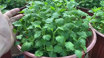 Cơi Đọt Lần 4 Cho Cúc Mâm Xôi 5 Cơi