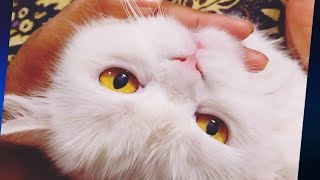 Cute Pussycat 🐈